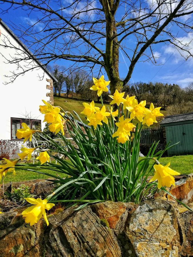 Neuadd Wen Guest House Carmarthen Exterior photo
